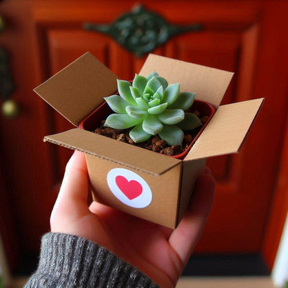 Valentine’s Day Mini Succulent Plant